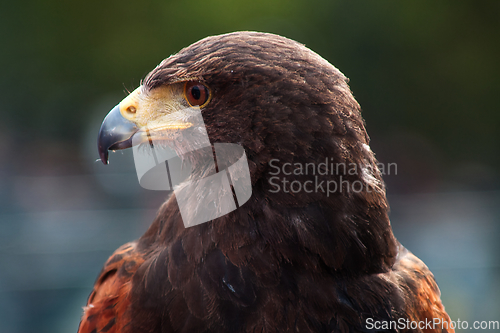 Image of Golden Eagle