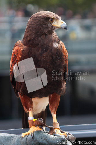 Image of Golden Eagle