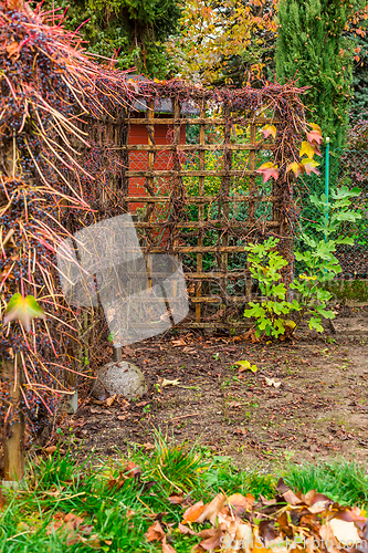 Image of Autumn and winter gardening - natural privacy screen made of wild grapes  (Parthenocissus quinquefolia)