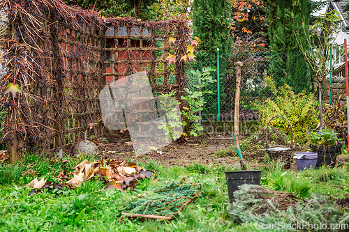 Image of Autumn and winter gardening - natural privacy screen made of wild grapes  (Parthenocissus quinquefolia)