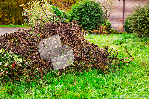 Image of Autumn and winter gardening - removing  old hedge, old brushwood, gardening cleaning and replanting