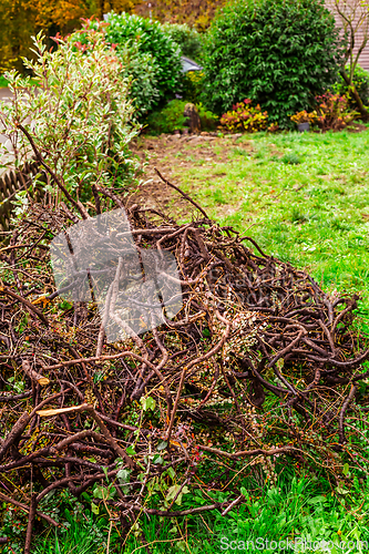 Image of Autumn and winter gardening - removing  old hedge, old brushwood, gardening cleaning and replanting