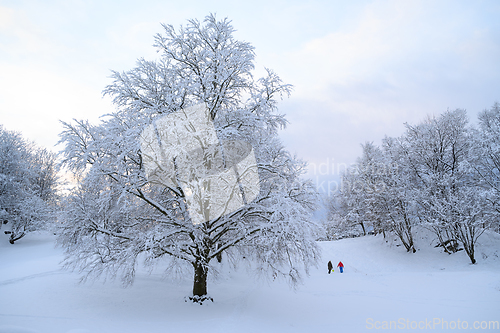 Image of Winter in Bergen