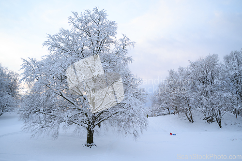 Image of Snowfun in Bergen, Gamlehaugen