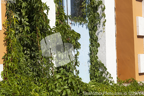 Image of closed door building ivy