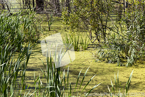 Image of grass swamp green