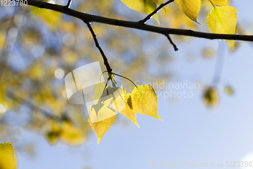 Image of fresh yellow foliage