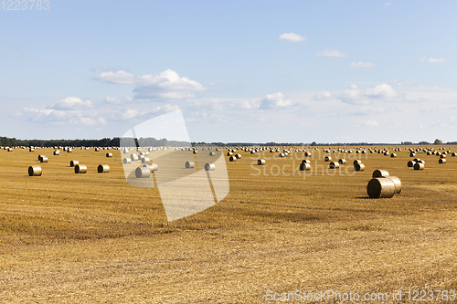 Image of field stacks of straw