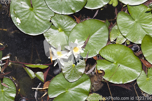 Image of water lily