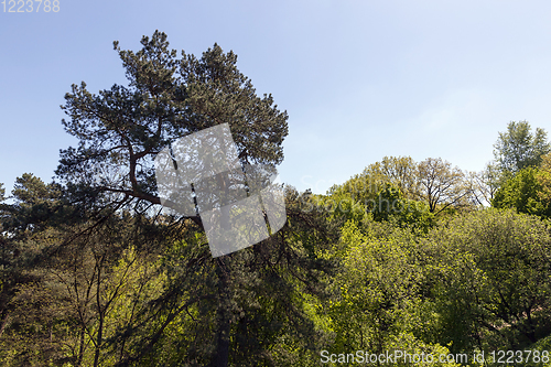 Image of trees in spring