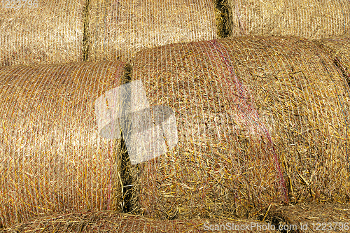 Image of straw stems