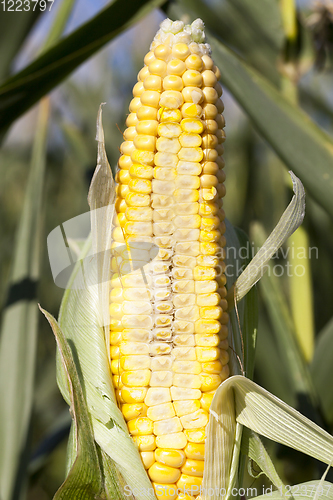 Image of cob corn