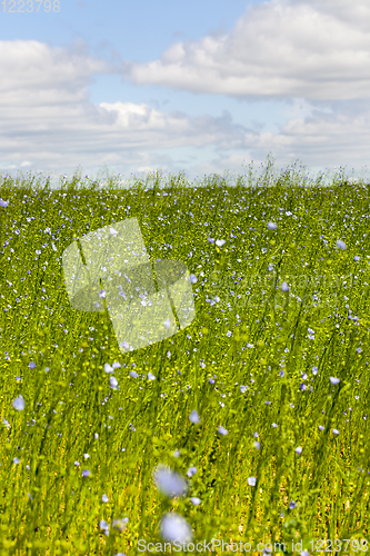 Image of green plants flax