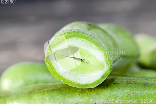 Image of bean pods