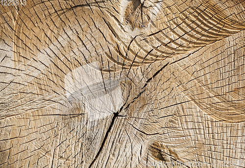 Image of trunks birch sawn