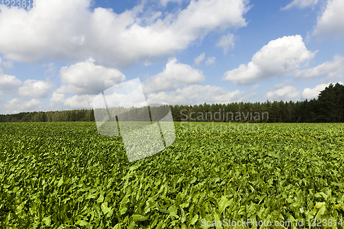 Image of young beet