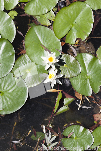 Image of water lily