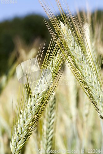 Image of spikelets of wheat