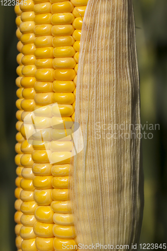 Image of yellow corn cob