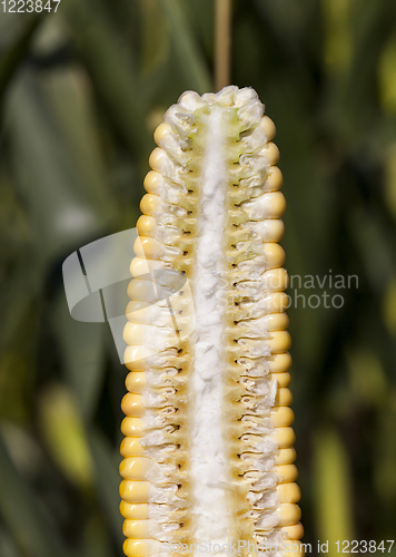 Image of cob corn structure inside