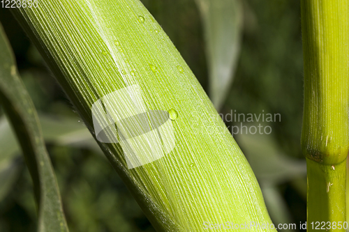 Image of drops of dew