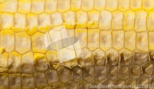 Image of cut corn cob