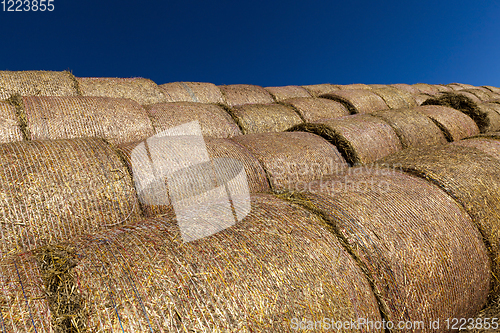 Image of straw of wheat