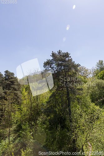 Image of trees in spring