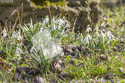 Image of lots of snowdrop plants