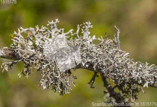 Image of lichen on twig