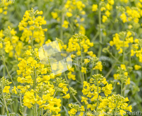 Image of field of rapeseed closeup