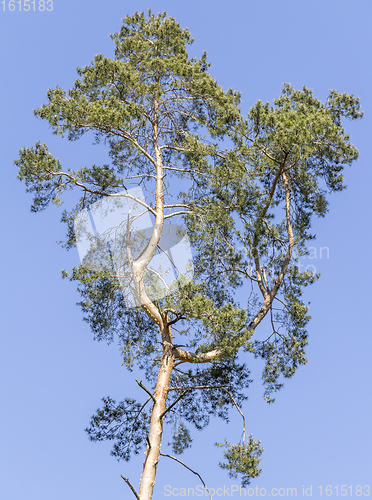 Image of tree in blue sky