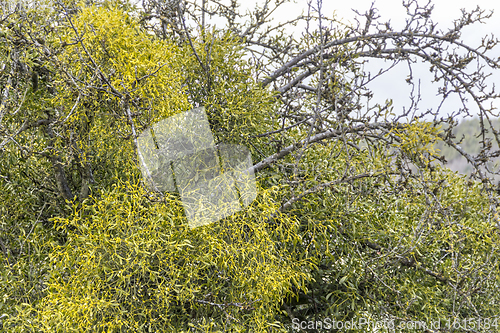 Image of viscum overgrown trees