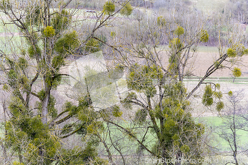 Image of viscum overgrown trees