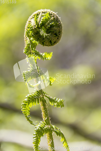 Image of fern frond closeup