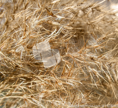 Image of abstract dry plant detail