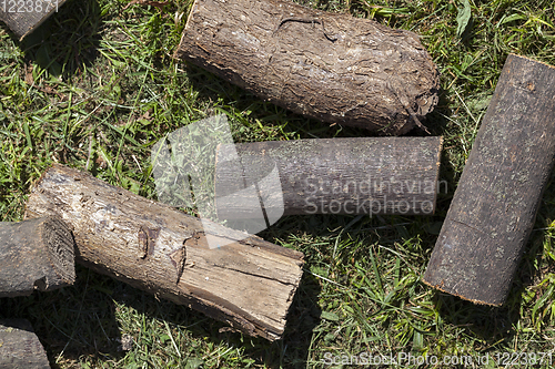 Image of sawn tree trunk