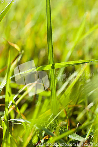 Image of green grass