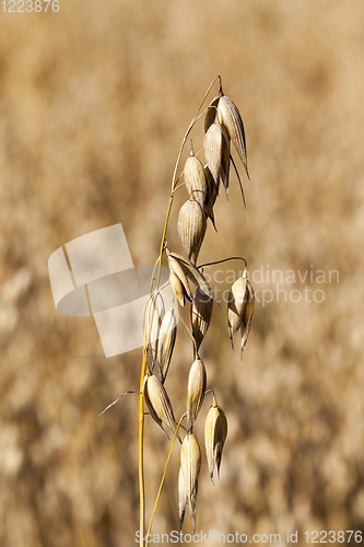 Image of oat mature dry yellow