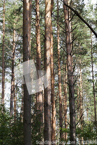 Image of trunk pine