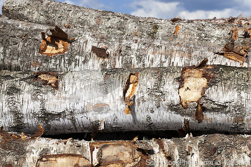 Image of trunks of birch