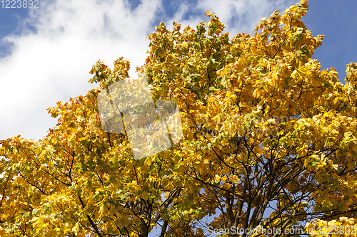 Image of Yellow crone maple tree closeup