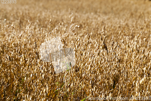 Image of oat mature dry field