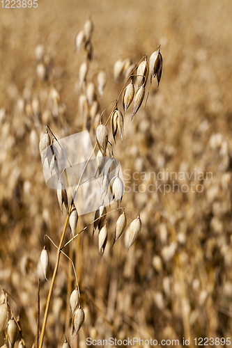 Image of golden oats