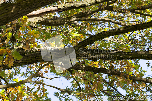 Image of oak foliage