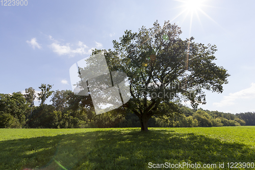 Image of oak with a wide crown