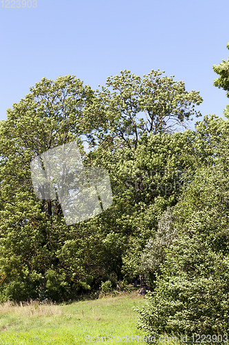 Image of landscape summer