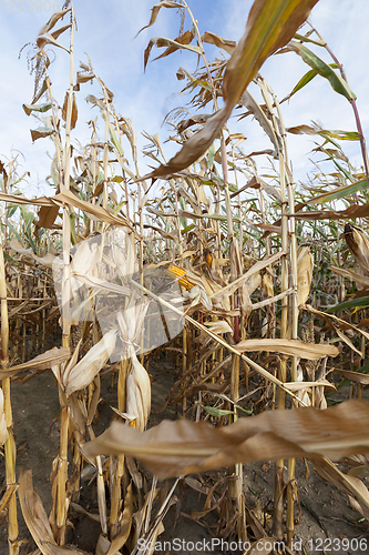 Image of Ripe corn in the field