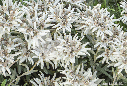 Image of dense Edelweiss vegetation