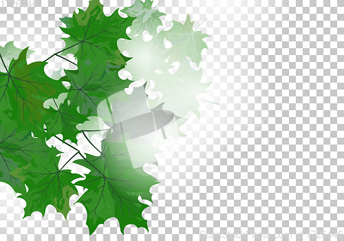 Image of Maple leaves